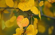 PHOTOS: Fall colors begin to emerge in Colorado high country