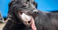 Denver schools introduce canine weapon detection program for sports events