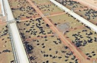Llegan a mil mdd pérdidas por cierre de frontera al ganado