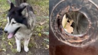 Periodistas rescatan a perro abandonado en Azcapotzalco; podrían enfrentar demanda