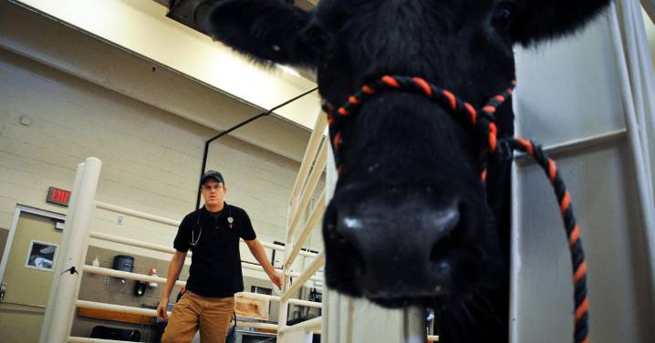 Oklahoma State veterinary school renovations include new animal hospital in plans