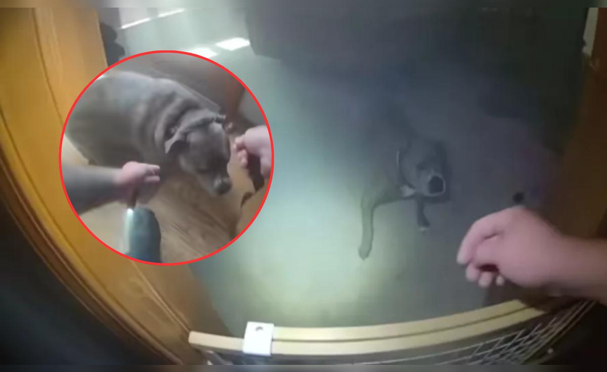 Perro es rescatado en un incendio en casa, pero antes guía a policía a que le ponga su correa en EEUU