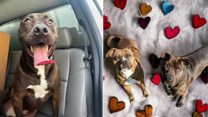 Pup From Virginia Who Spent 473 Days In The Shelter Is Overjoyed After Finally Getting A New Chance