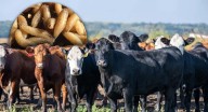 EEUU acusa a México de no atender protocolos acordados para contener propagación de gusano barrenador