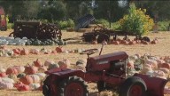 Pumpkin patches are coming to the North Bay this fall
