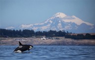 Southern Resident orcas in Puget Sound may mean good news for salmon population