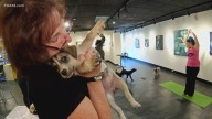 Puppy yoga class offered at Manchester gallery to boost pet adoptions, outreach