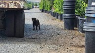 California Worker Finds A Strange Visitor Hiding In The Garden With A Secret No One Expected