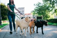 Imputan a un hombre por el ataque de su perro a una vecina