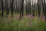 Tourism operators' bottom line burned by another summer of wildfires