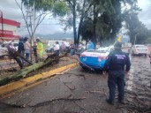 Cae árbol sobre taxi en Oaxaca y deja 3 lesionados