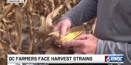 Despite good yields, farmers face disease, low prices and tariffs