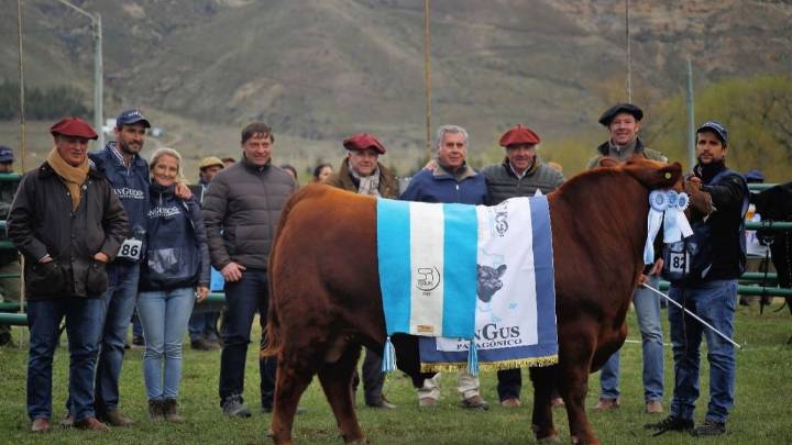 Angus pisa fuerte en la Patagonia: récord de inscriptos en la Nacional de General Conesa