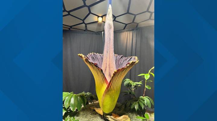 Corpse flower blooms at Amazon Spheres in Seattle