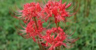 Hurricane lilies are Southern heirlooms, poisonous, too