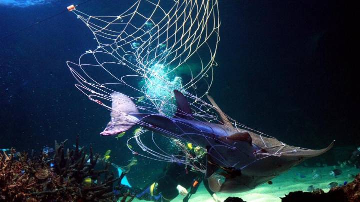 Animals 
                                                Premium
                                              Turtles, dolphins, rays die as shark nets miss target
