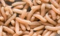 Por qué aparecen gusanos blancos en mi casa: qué significa y cómo resolverlo