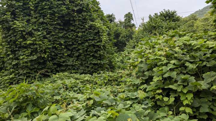 The Invasive Vine You Should Avoid Planting In Your Yard At All Costs