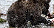 What to know about Fat Bear Week, a competition to be the chonkiest brown bear