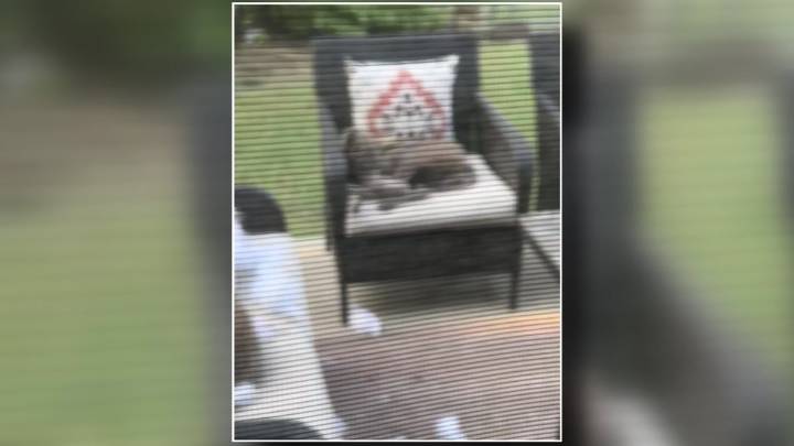 Coyotes caught napping on patio furniture in Arlington
