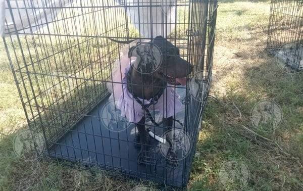 Perros rescatados buscan familia en El Chamizal durante Adogtatón
