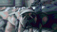 Saratoga County animal abuse registry inches closer to approval