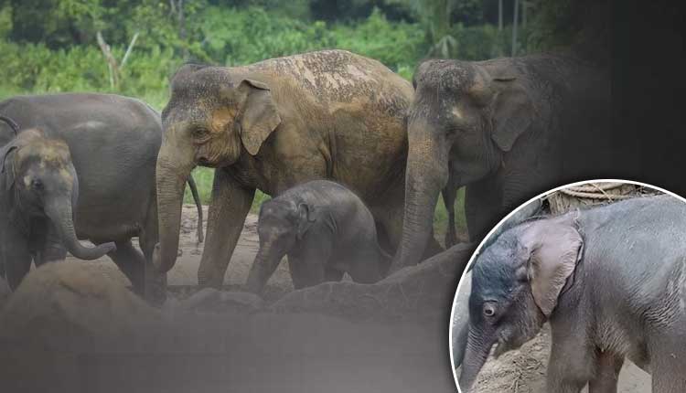 Abandoned Elephant Calf Finds New Home At Kapilash Rescue Centre