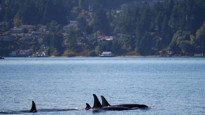 J-Pod has extended stay in Puget Sound with new calf