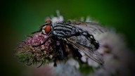 ¿Cómo Ayuda la Mosca Soldado Negra en el Manejo de Desechos? Guía Práctica para Usarla