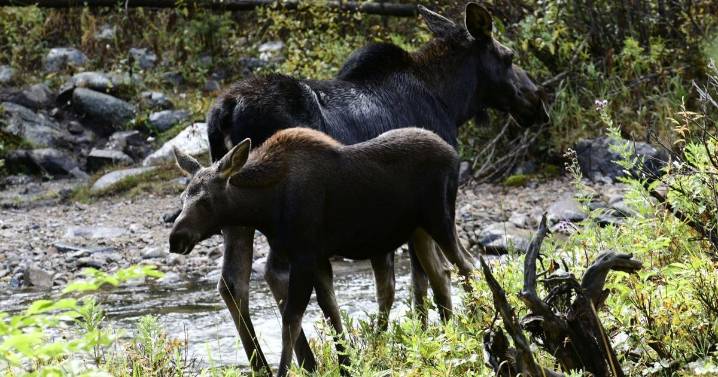 Moose attacks couple on Bull Moose Lane south of Red Lodge