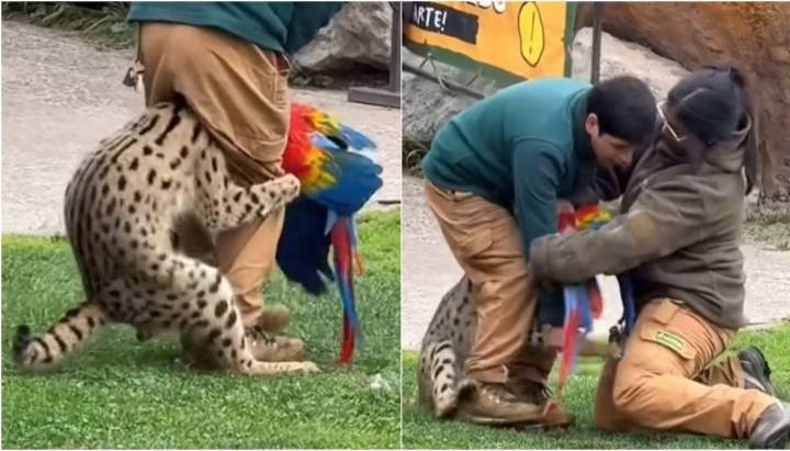 Buinzoo lamenta mortal ataque de serval a guacamayo durante exhibición: "Completamente fuera de lo normal"