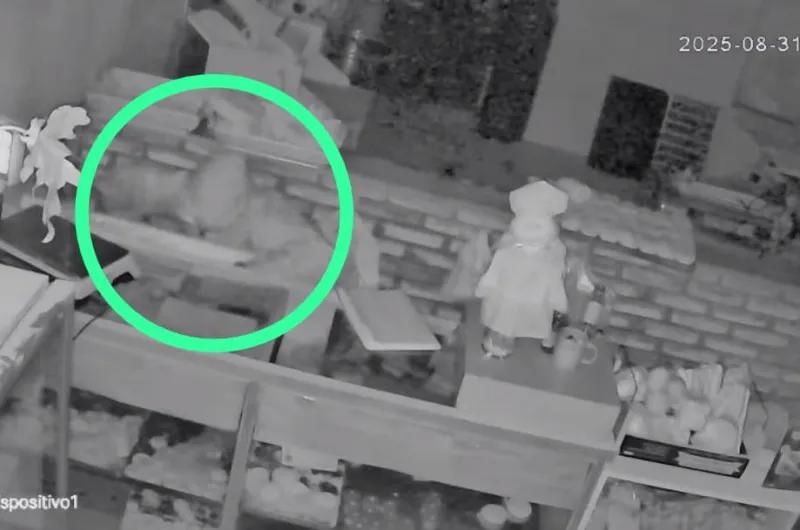 Ladrón robó en conocida panadería, pero quedó grabado en las cámaras