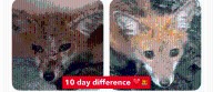 Zero rabies cases in Ballston Spa, experts say mange is treatable