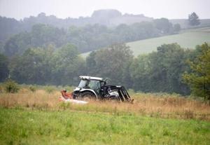 How mowing less lets flowers bloom along Austria’s ‘Green Belt’