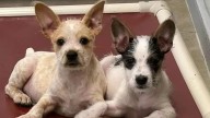 Louisiana Doggo Siblings Show Their Love In The Cutest Way By Holding Paws