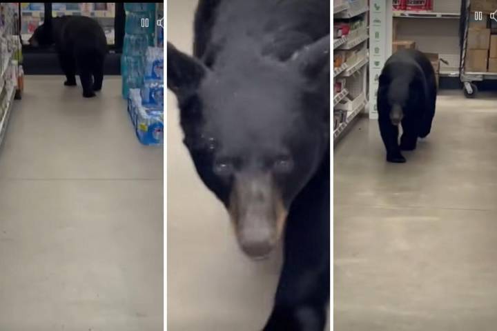 Man guides possibly rabid black bear out of dollar store