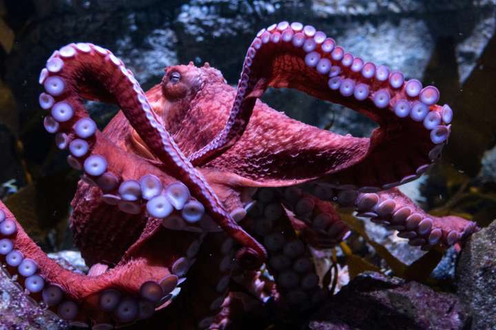 Fans bid farewell to beloved California octopus Ghost as she cares for eggs in final stage of life