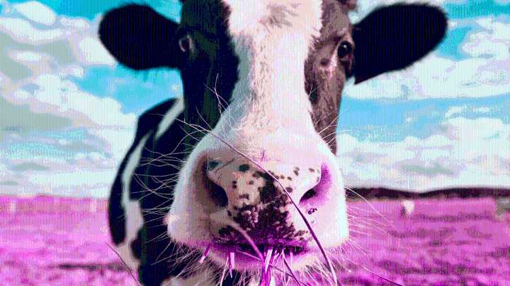 Who Mailed Shoes to an Island Full of Feral Cows?