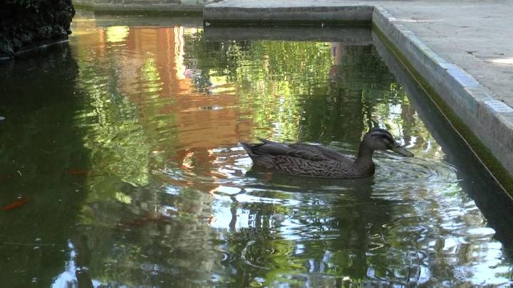 Confirmados los focos de gripe aviar de los Jardines del Alcázar y de una finca privada de La Puebla Del Río