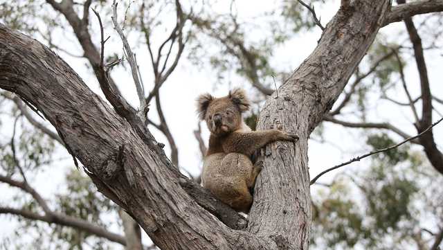 Koalas to be vaccinated against deadly chlamydia in world first