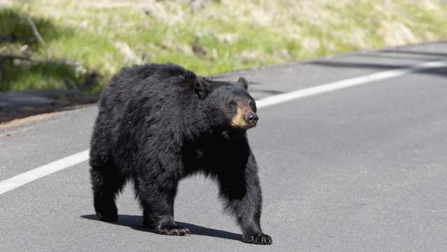 Florida bear hunt permits set to become available in September