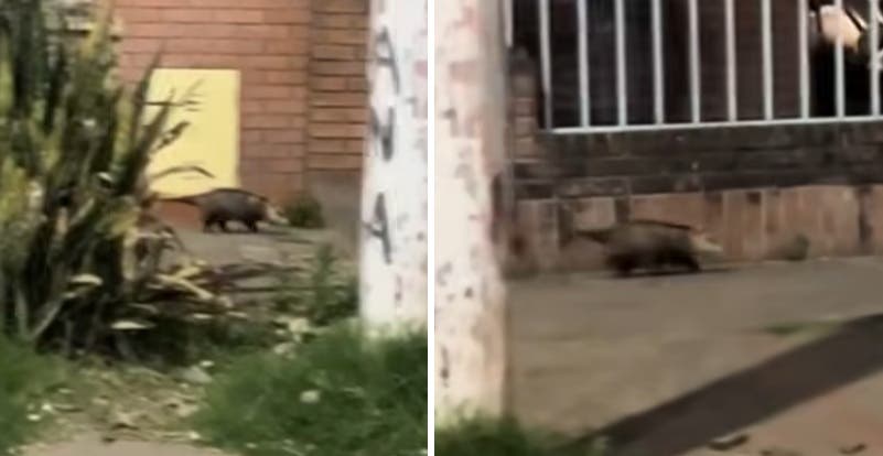 Susto en Barrio Sur: vecinos se toparon con una comadreja