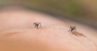Why Mosquitos Might Be Attracted To You
