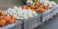 Pumpkin Fest kicks off at Jackson’s Orchard this weekend
