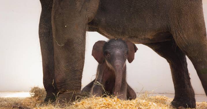 Fort Worth Zoo announces birth of female elephant calf, launches poll to pick a name