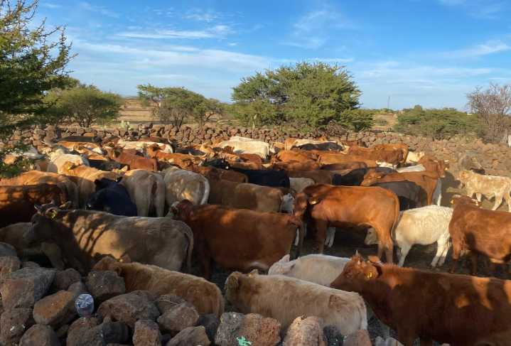 Ganaderos de Durango dejan de exportar 192 mil cabezas de ganado por cierre de la frontera