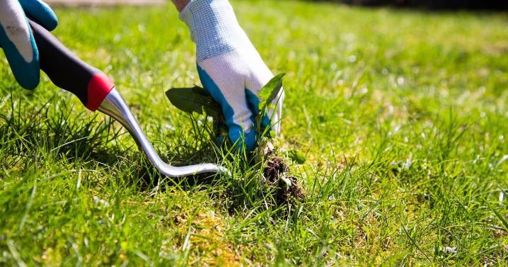 Banish weeds from your garden forever using £2 Home Bargains staple
