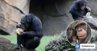 Cómo los chimpancés beben el equivalente a casi dos bebidas alcohólicas al día, según estudio