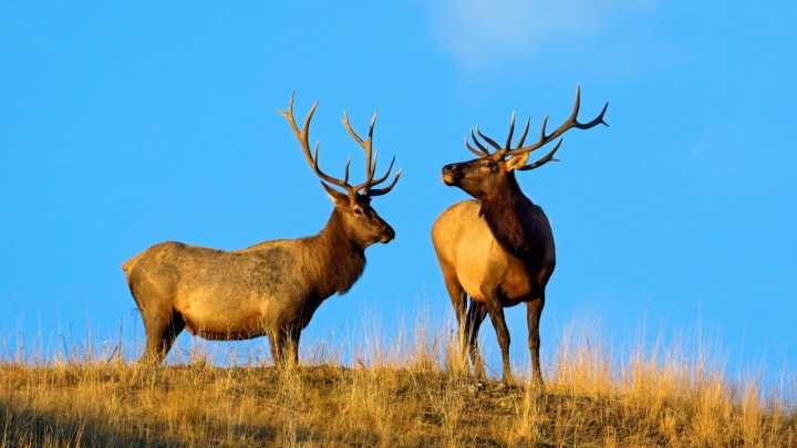 Glacier National Park Visitor Caught Terrorizing Elk In The Worst Way Possible For Absolutely No Reason