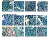 Satélites revelan una fuente de alimento ‘invisible’ en África